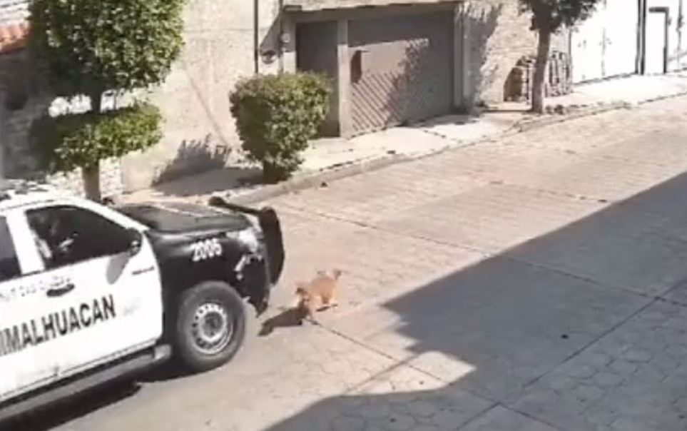 Patrulla De Chimalhuacán Atropella A Perrito