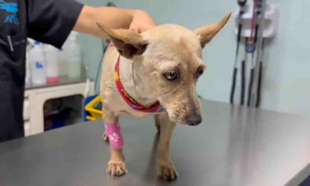 Ingresan A Barrientos A Trabajador De Limpia De Naucalpan Que Golpeo Brutalmente A Un Perro