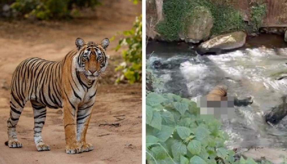 Encuentran El Cuerpo De Un Tigre Mutilado En Un Río De Valle De Bravo