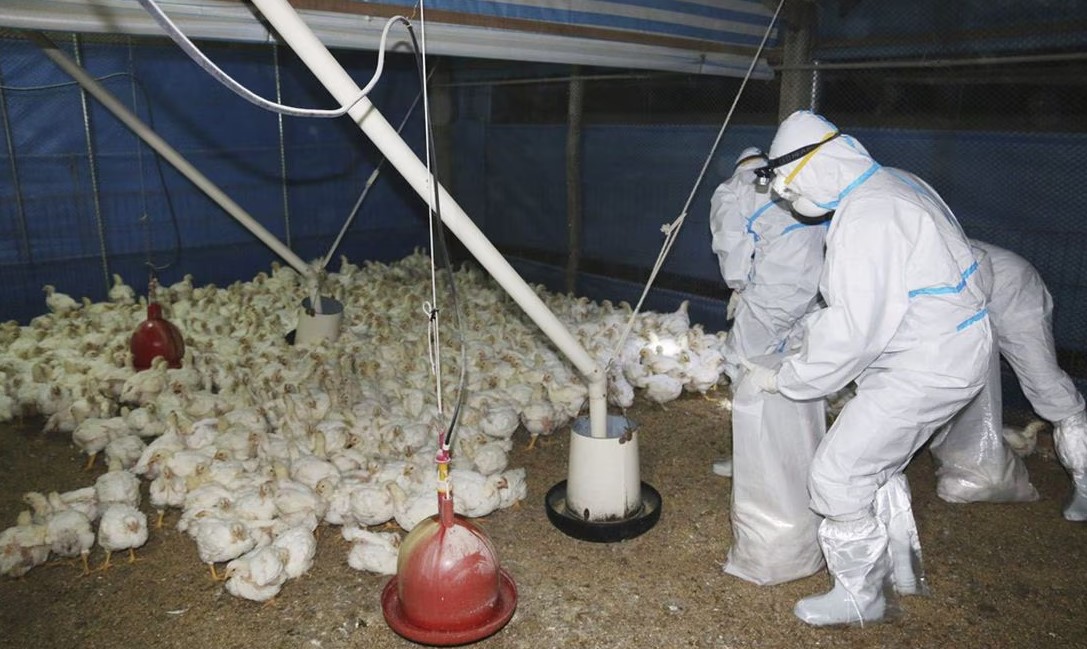Secretaría de Salud Asegura Que No Existe Riesgo Ante Detección De Primer Caso humano De Influenza Aviar A (H5N2)