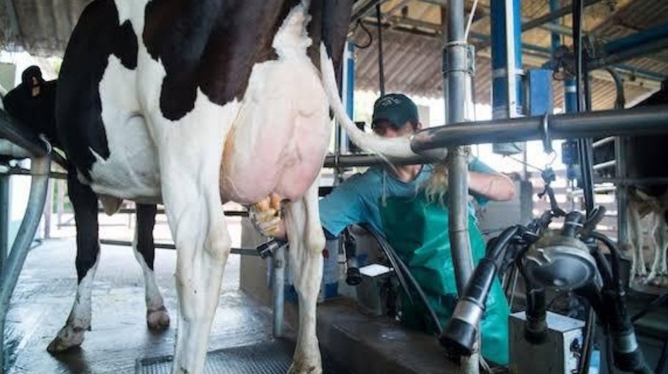 Mexiquenses Consumen 130 Litros De leche Al Año: Secretaría del Campo