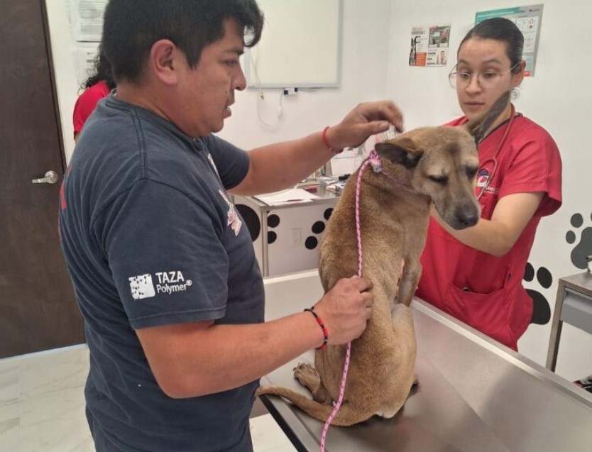 Bomberos Y Protección Animal De Tlalnepantla Rescatan A Perrito Atrapado En Un Drenaje