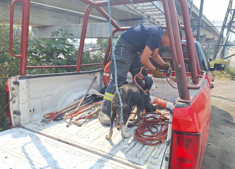 Bomberos Y Seguridad Pública De Tlalnepantla Rescatan A Lomito Que Cayó A Un Canal