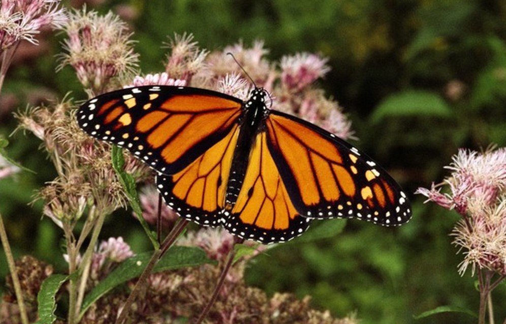“Plaguicidas Responsables De La Disminución De La Mariposa Monarca”: Secretaría Del Campo