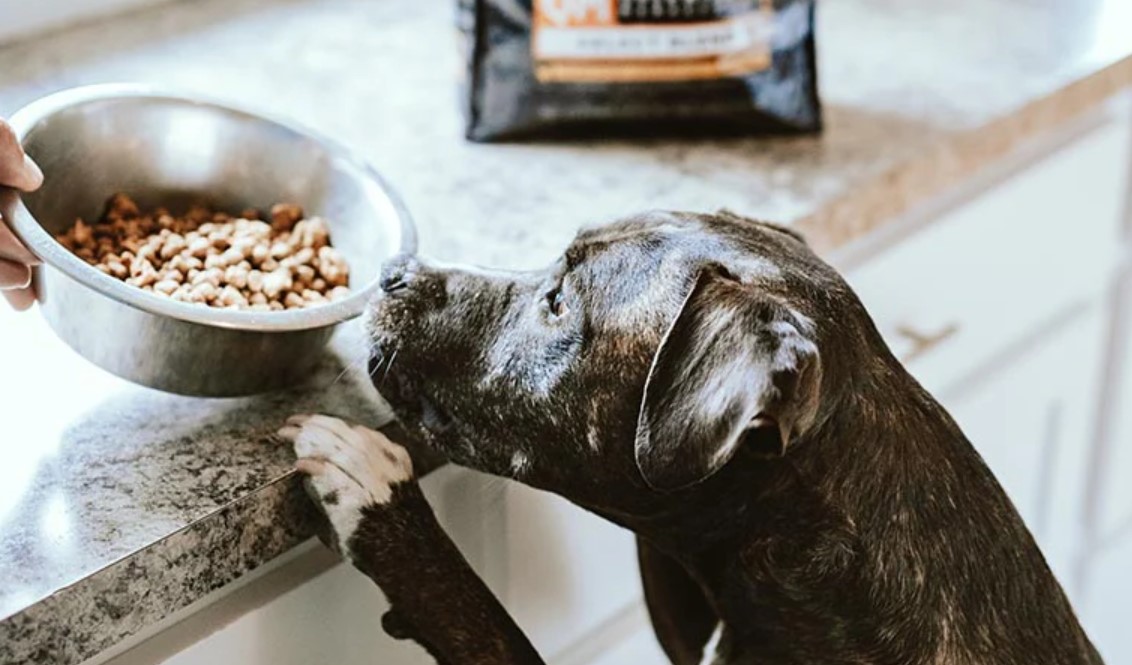 PRI Edomex Propone Eliminar IVA En Alimento Para Mascotas