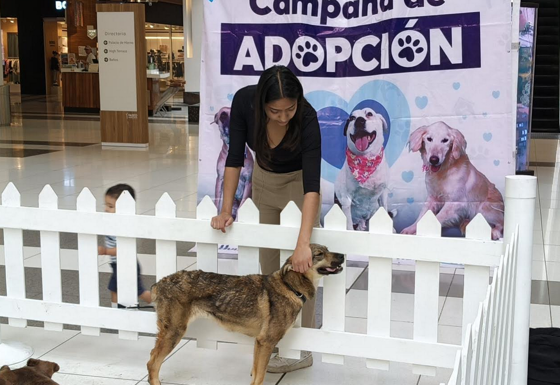 160 Lomitos Rescatados Por El Gobierno De Huixquilucan Han Encontrado Familia