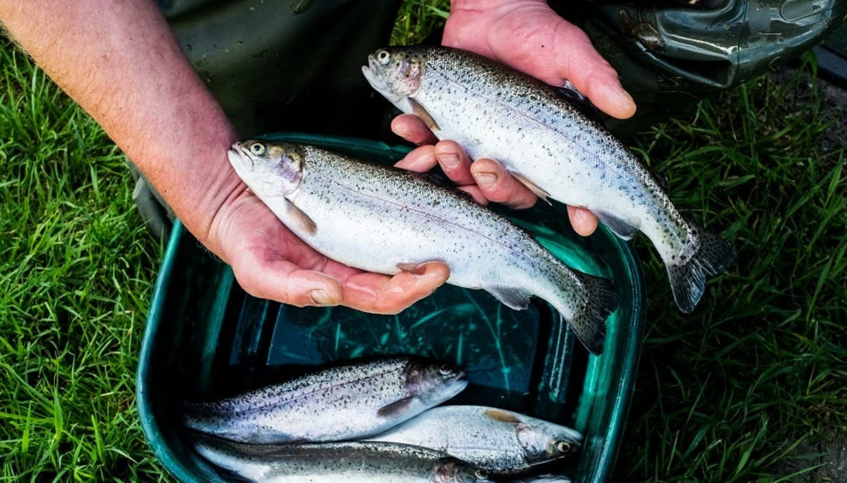 Edomex Produce 4 mil 500 Toneladas De Pescado Para La Temporada De Cuaresma 2025
