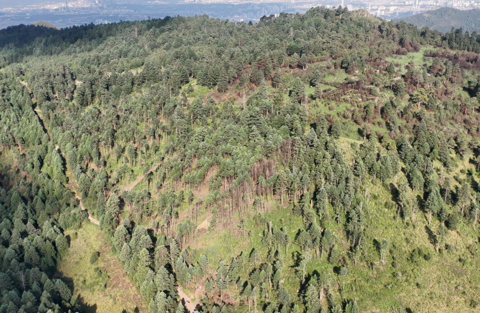 Naucalpan Realizan Vigilancia Con Drones En El Bosque Otomí Mexica Con La Finalidad De Frenar La Tala Clandestina